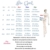 SHEKINI Damen Einzigartig Bikini Set Monochrom Geteilter Badeanzug Mit Quer Brustgurt Weste Bikini Oberteil Und Elastische Triangel-Badehose Solarium Anzug (M, Weiß) - 2