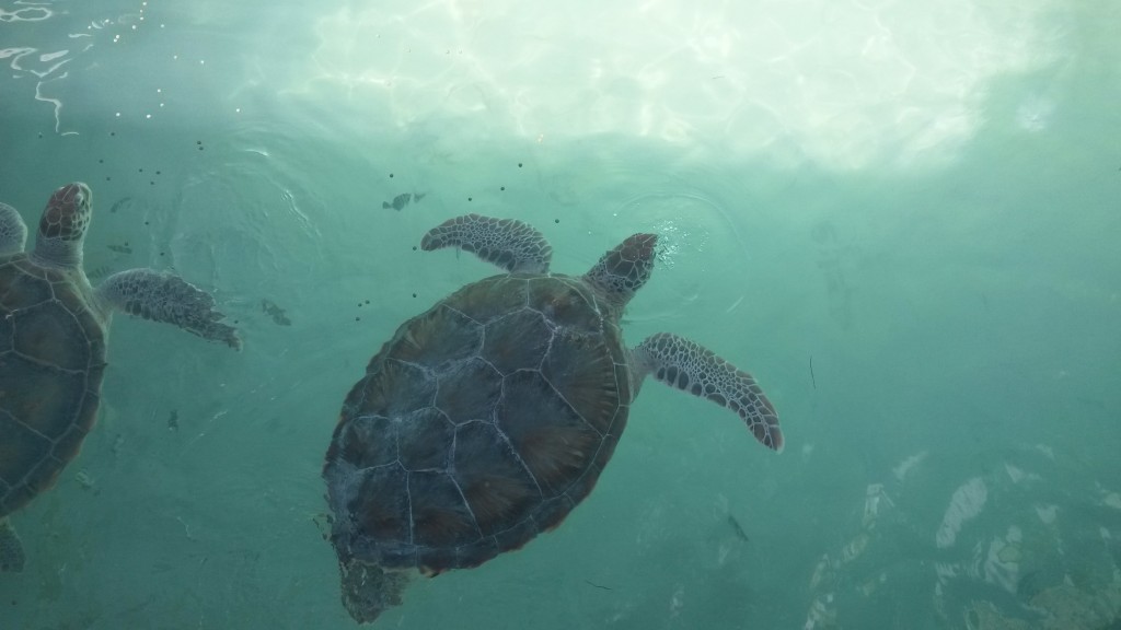 Schildkröten in Mexiko Yucatan Quintana Roo Cancun | Tortugas Isla Mujeres